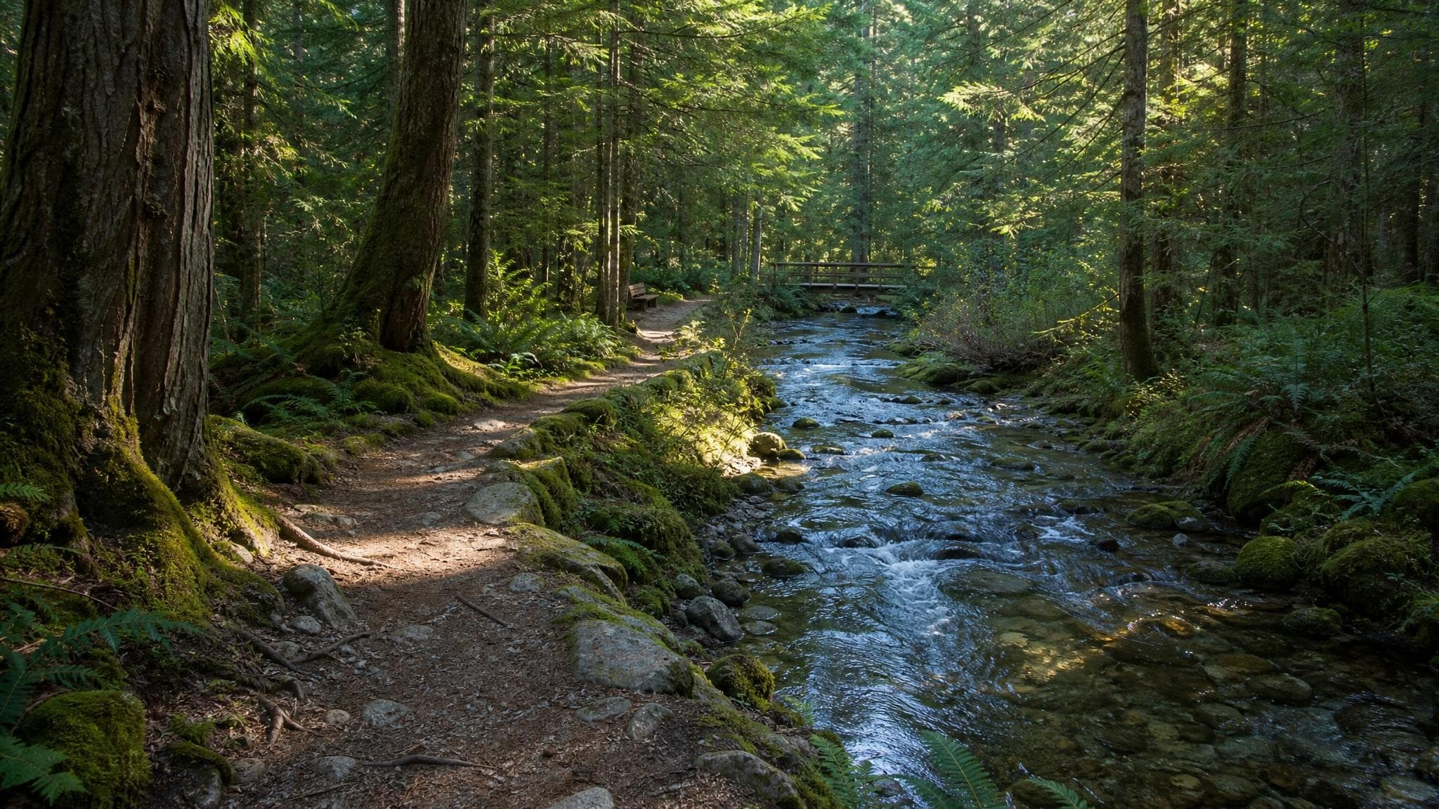 Cedar Creek flowing through forest near Silvermere